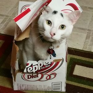 Meet your Posher, Kevin